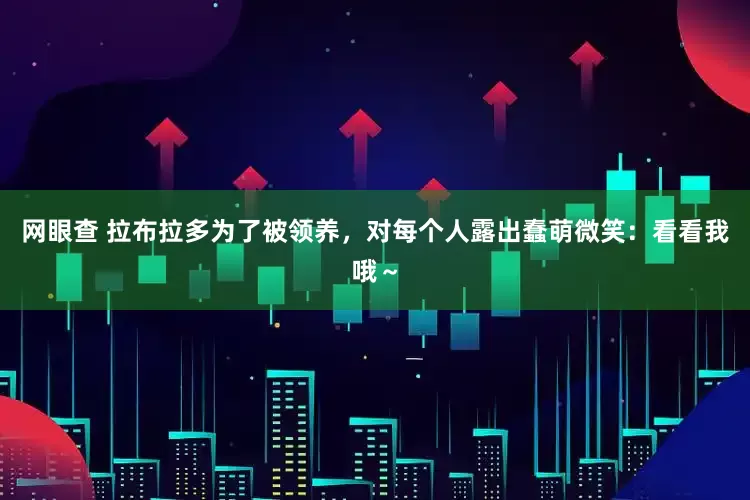 网眼查 拉布拉多为了被领养，对每个人露出蠢萌微笑：看看我哦～